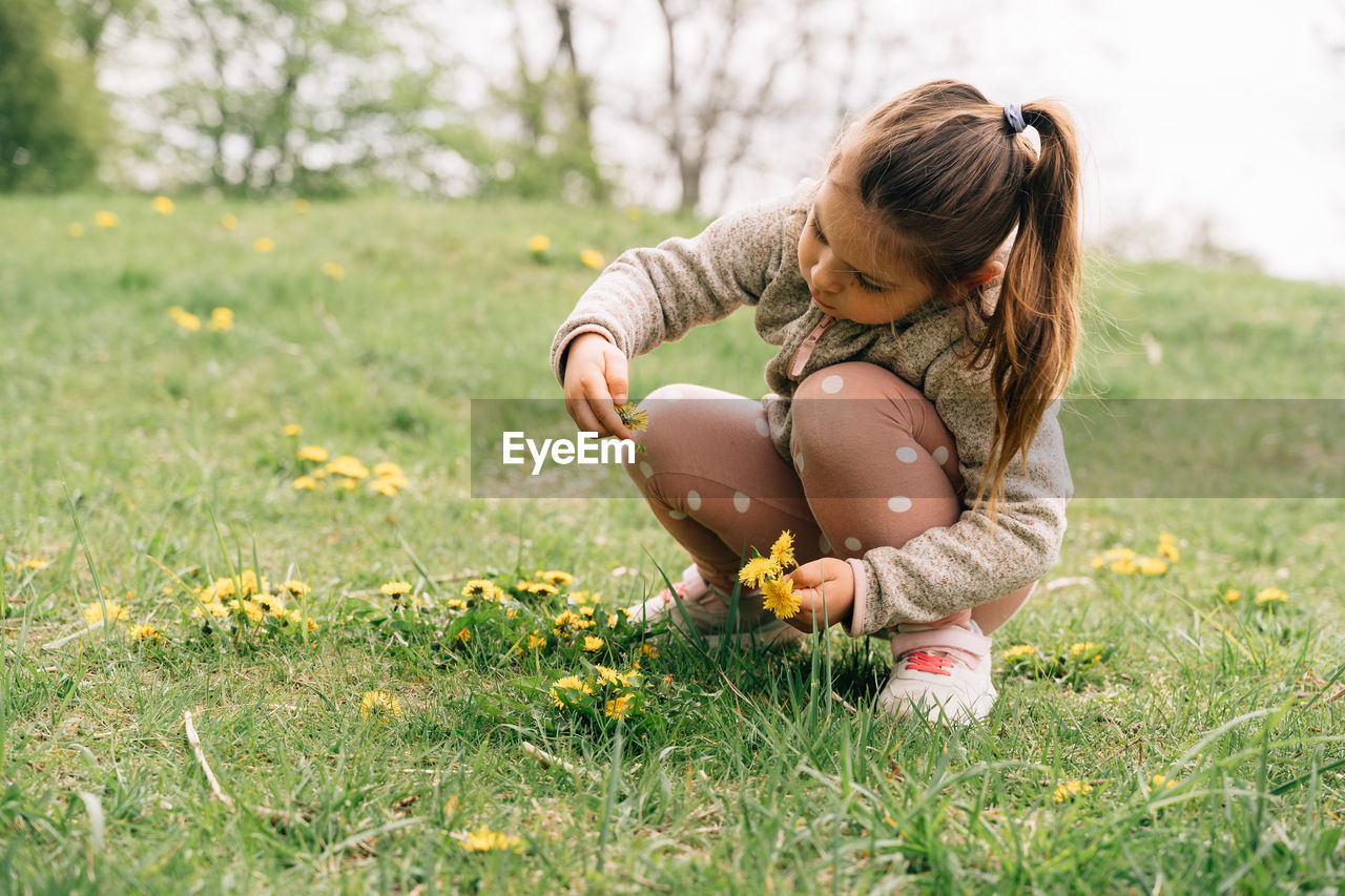 Curious cute little girl in casual clothes sitting on haunches and collecting yellow dandelions growing on grassy meadow near trees in forest