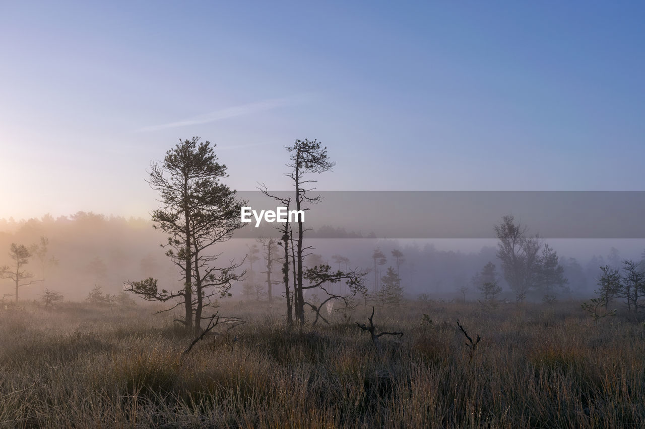 Misty mire landscape with swamp pines and traditional mire vegetation, fuzzy background, fog in bog