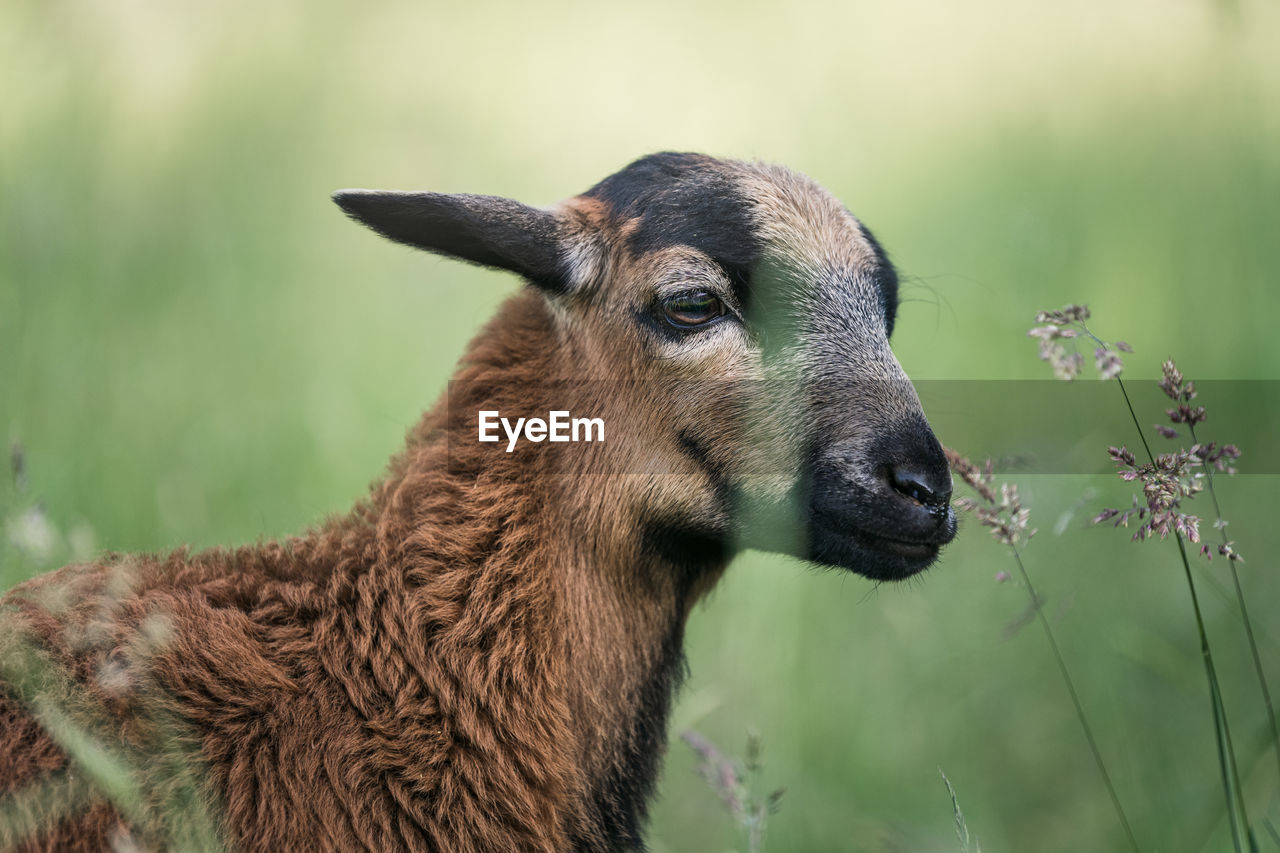 Portrait of young cameroon sheep