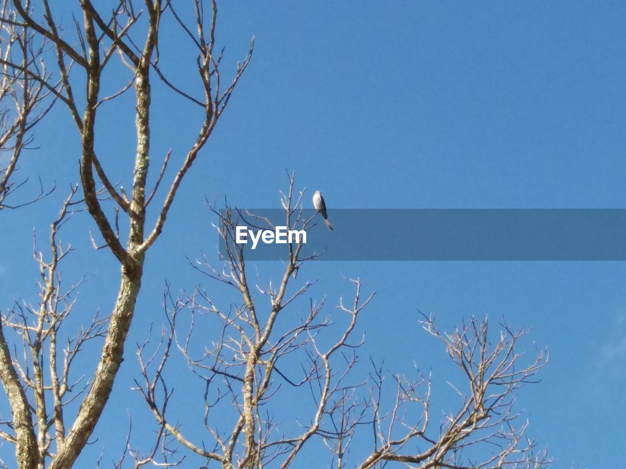 LOW ANGLE VIEW OF BIRD PERCHING ON BARE TREE AGAINST SKY