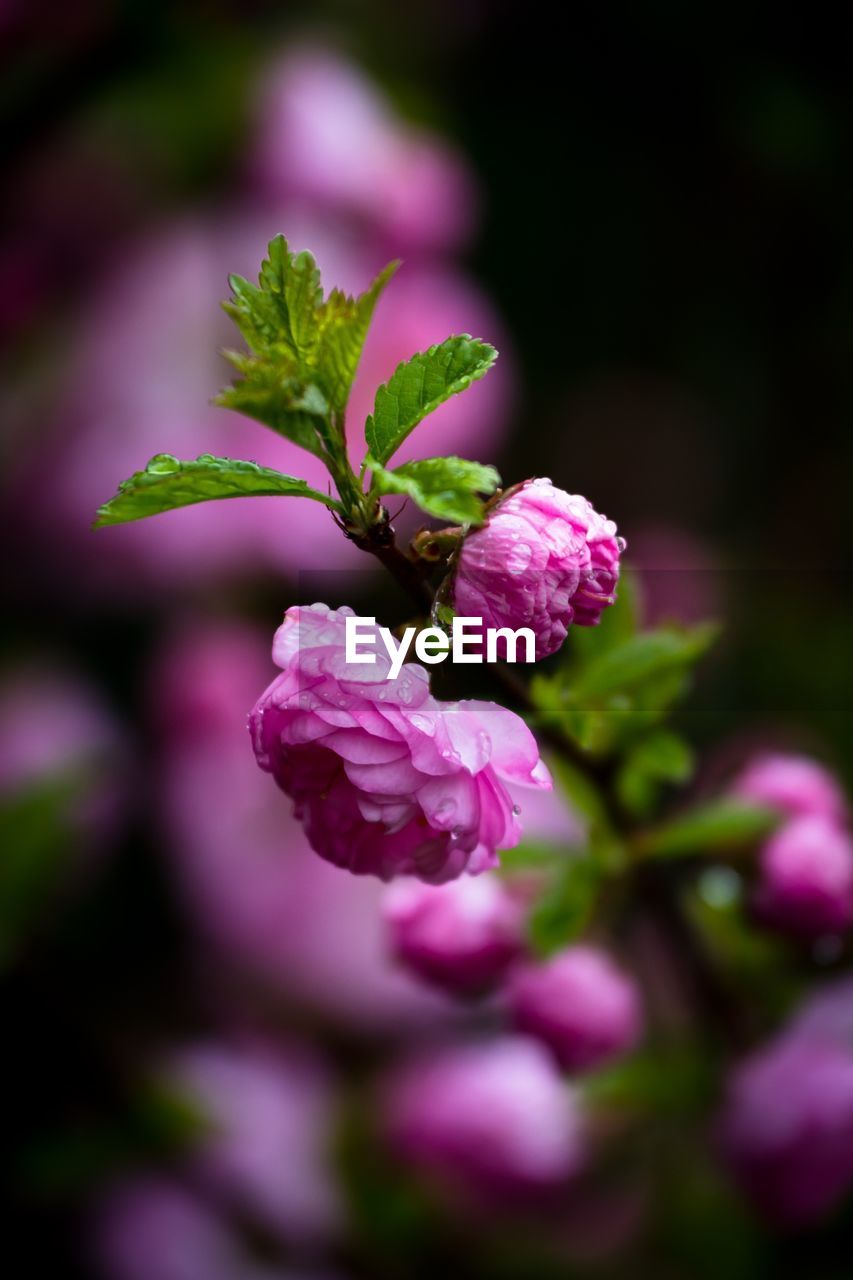 Close up of purple flower