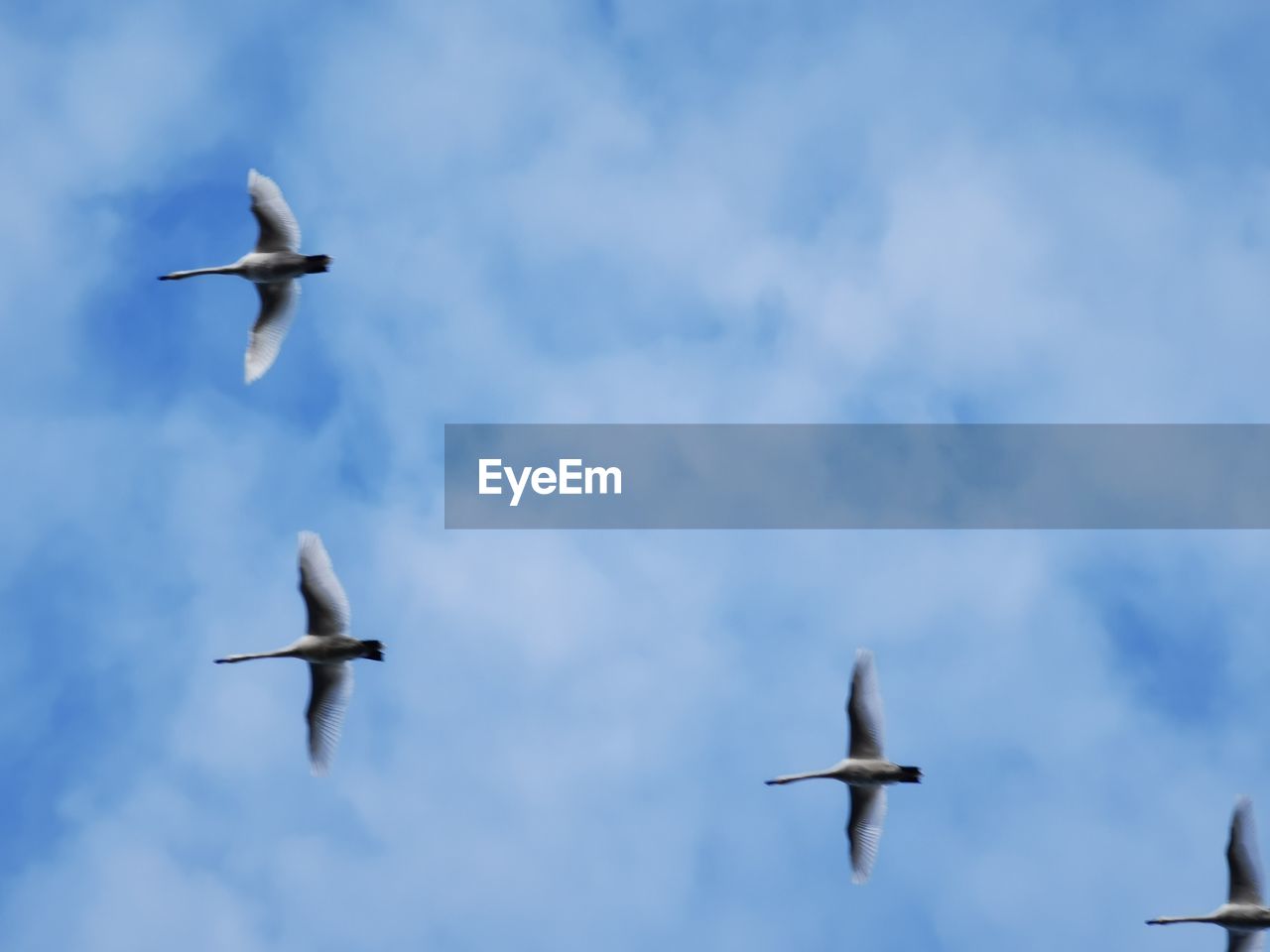 LOW ANGLE VIEW OF BIRDS IN FLIGHT