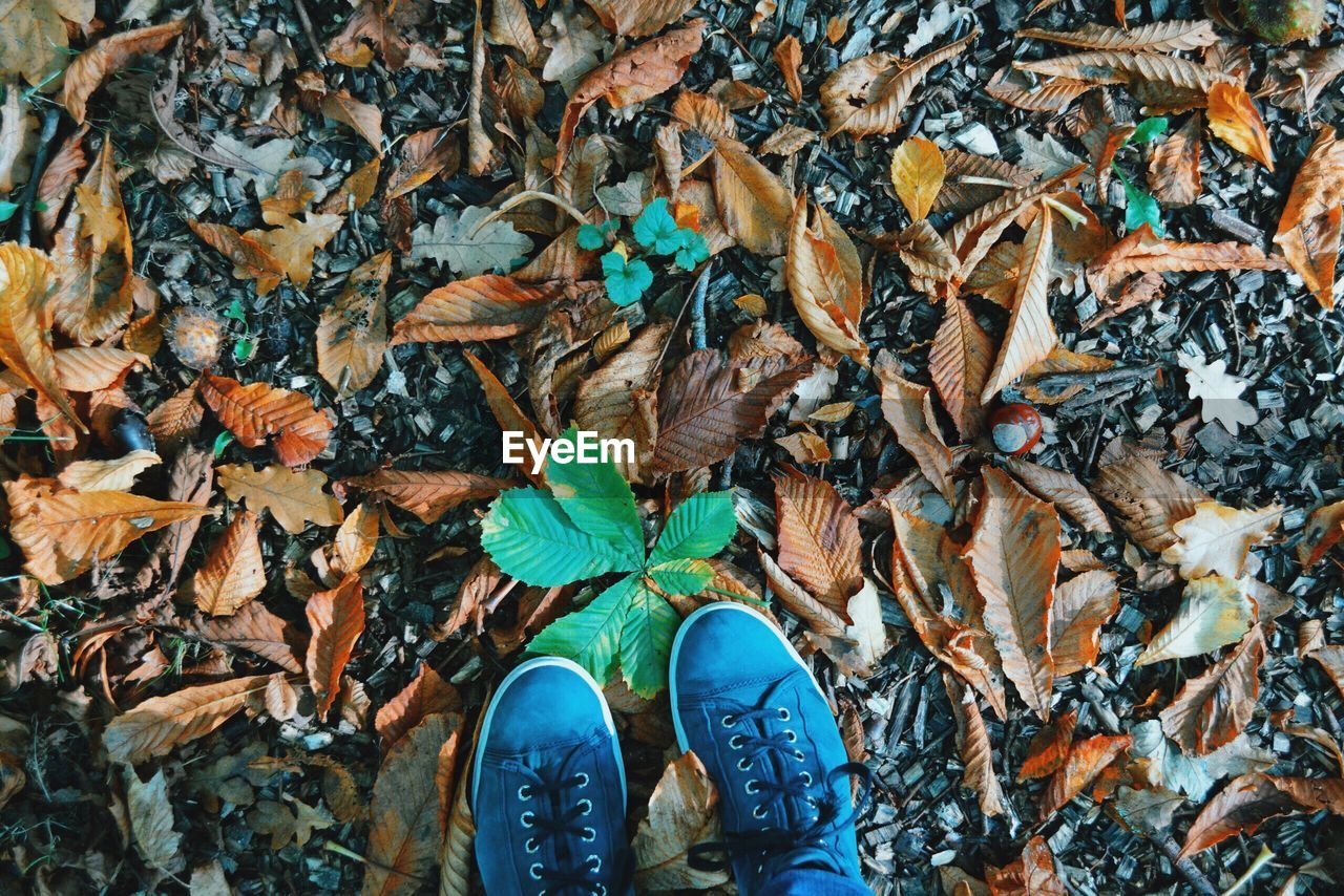 Low section of man standing in autumn leaves