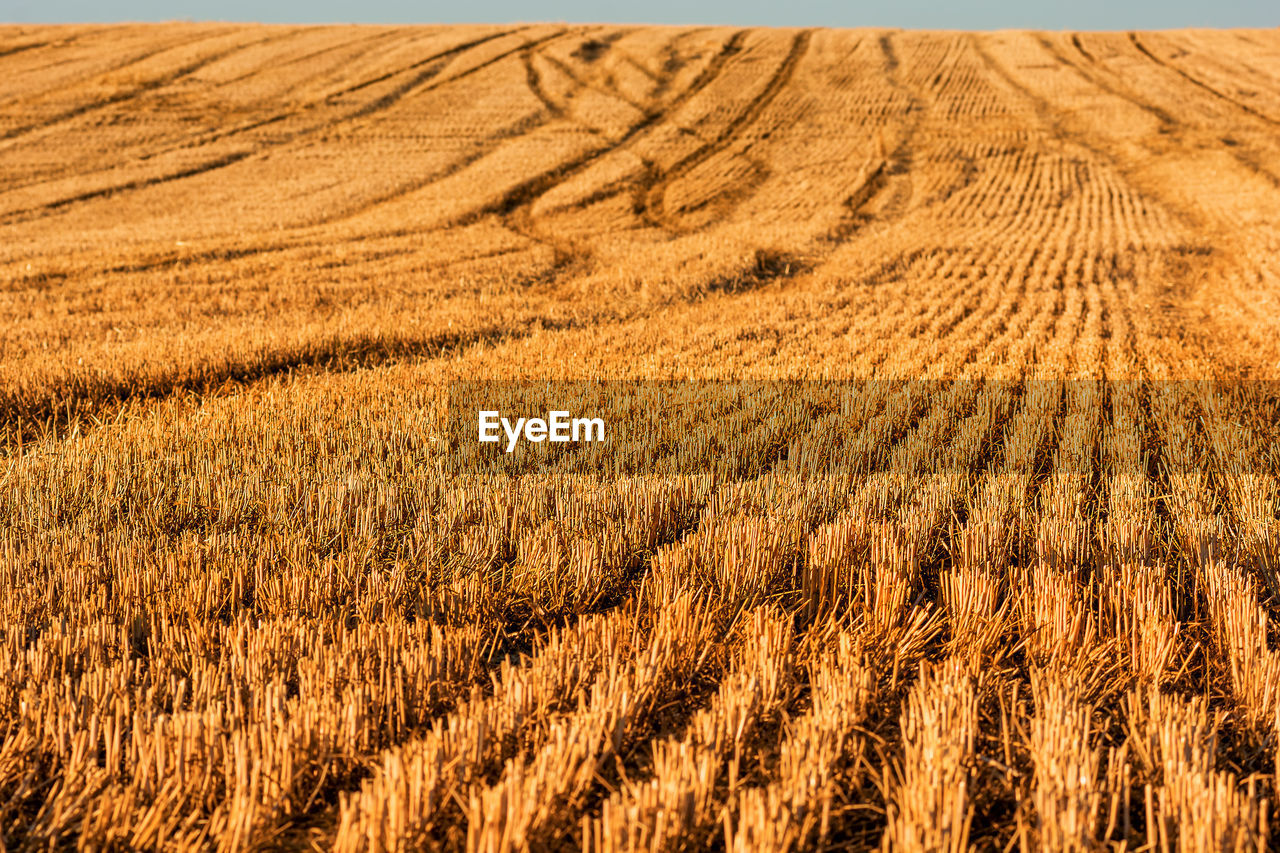 Scenic view of harvested wheat field in provence in summer sunset light