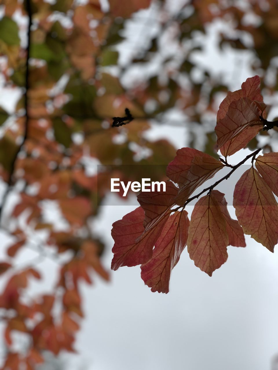 CLOSE-UP OF AUTUMNAL LEAVES ON TREE