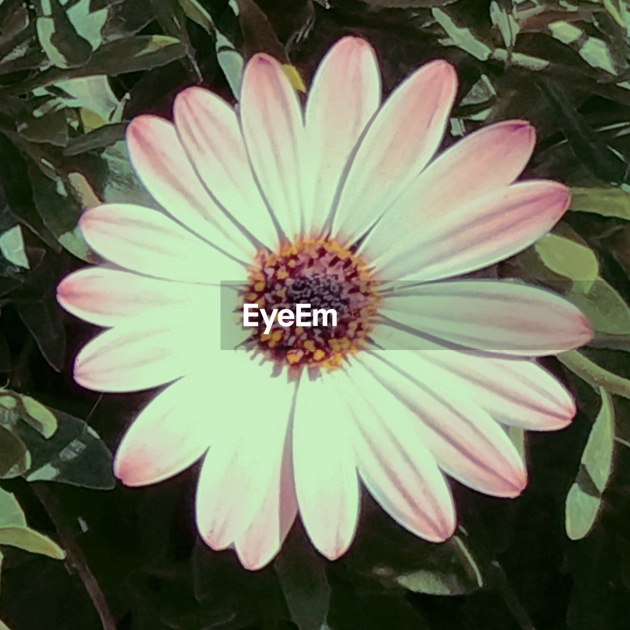 CLOSE-UP OF DAISY FLOWER BLOOMING OUTDOORS
