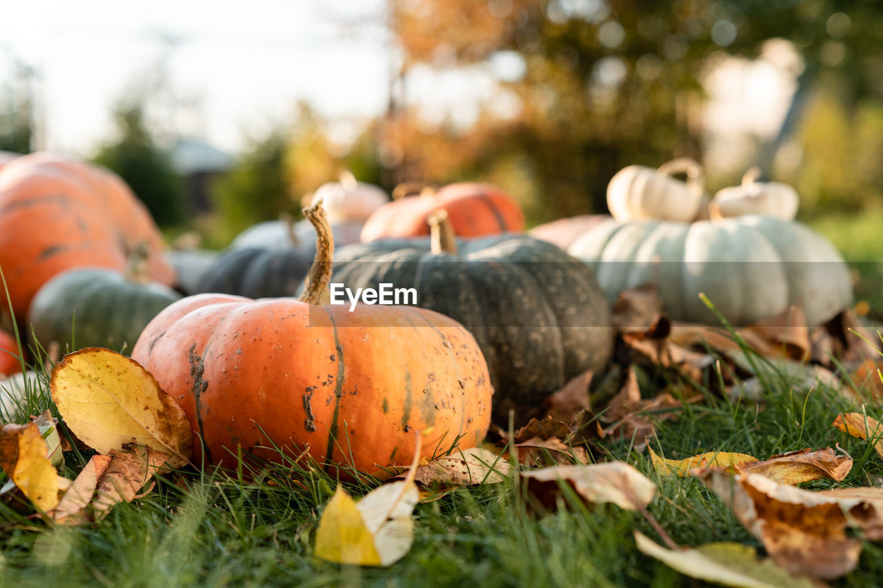 Close-up of pumpkins on field