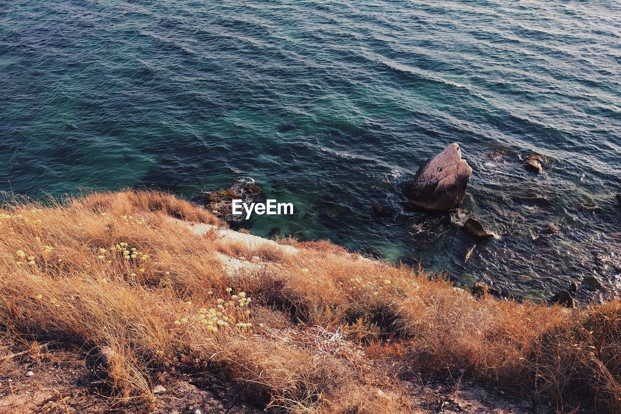 High angle view of crab on rock by sea