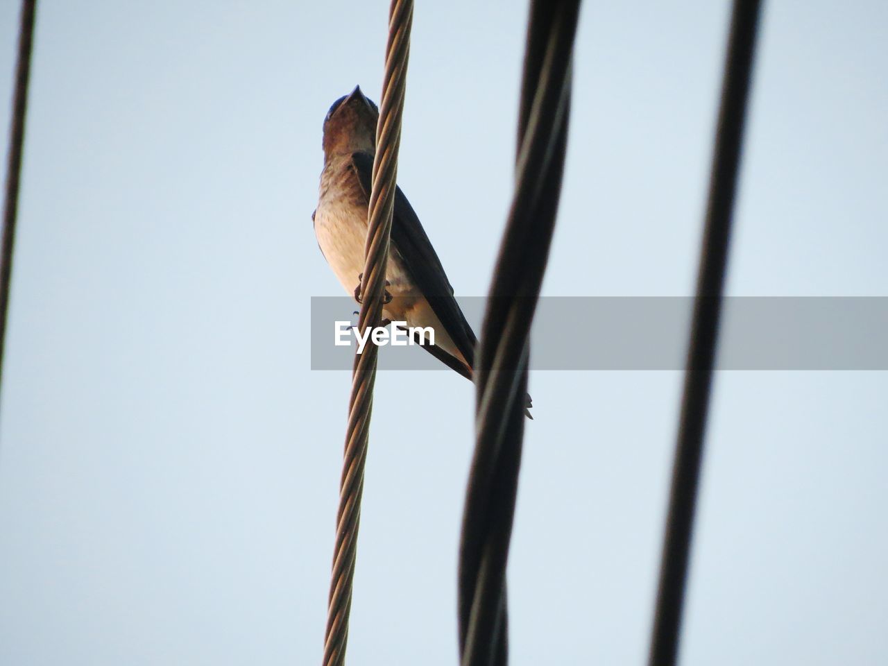 Low angle view of bird perching against clear sky