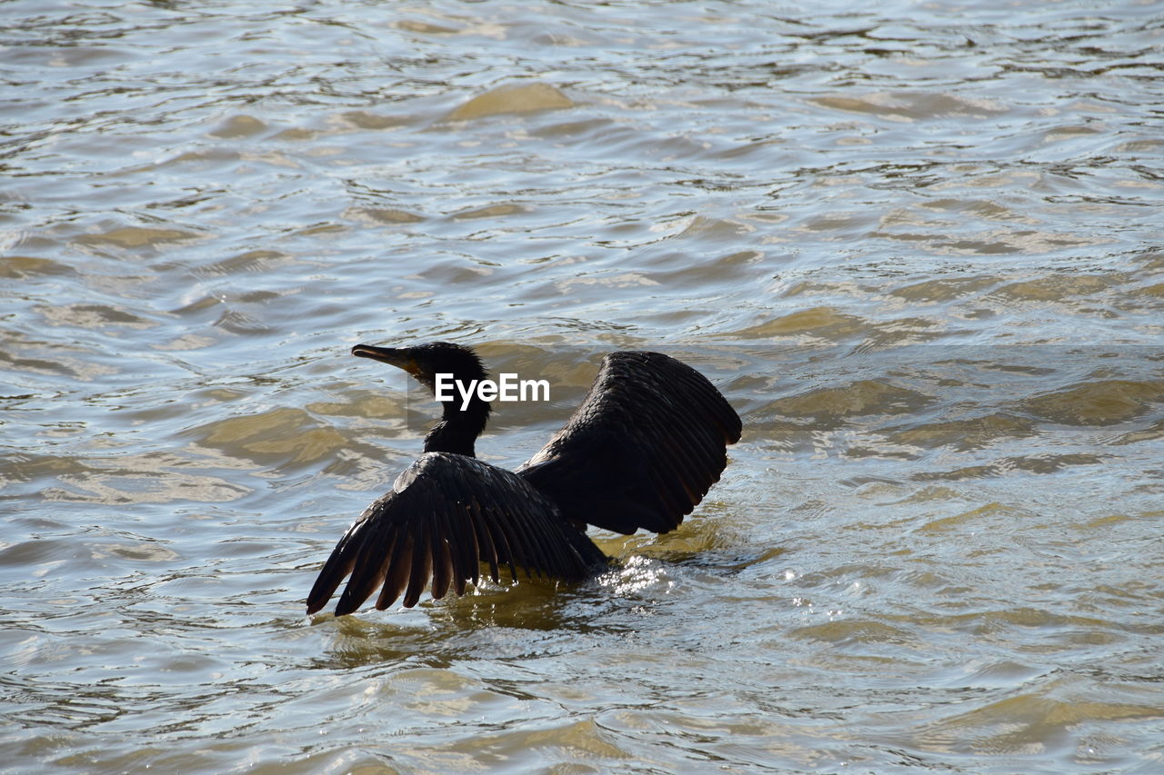 Black cormorant in lake