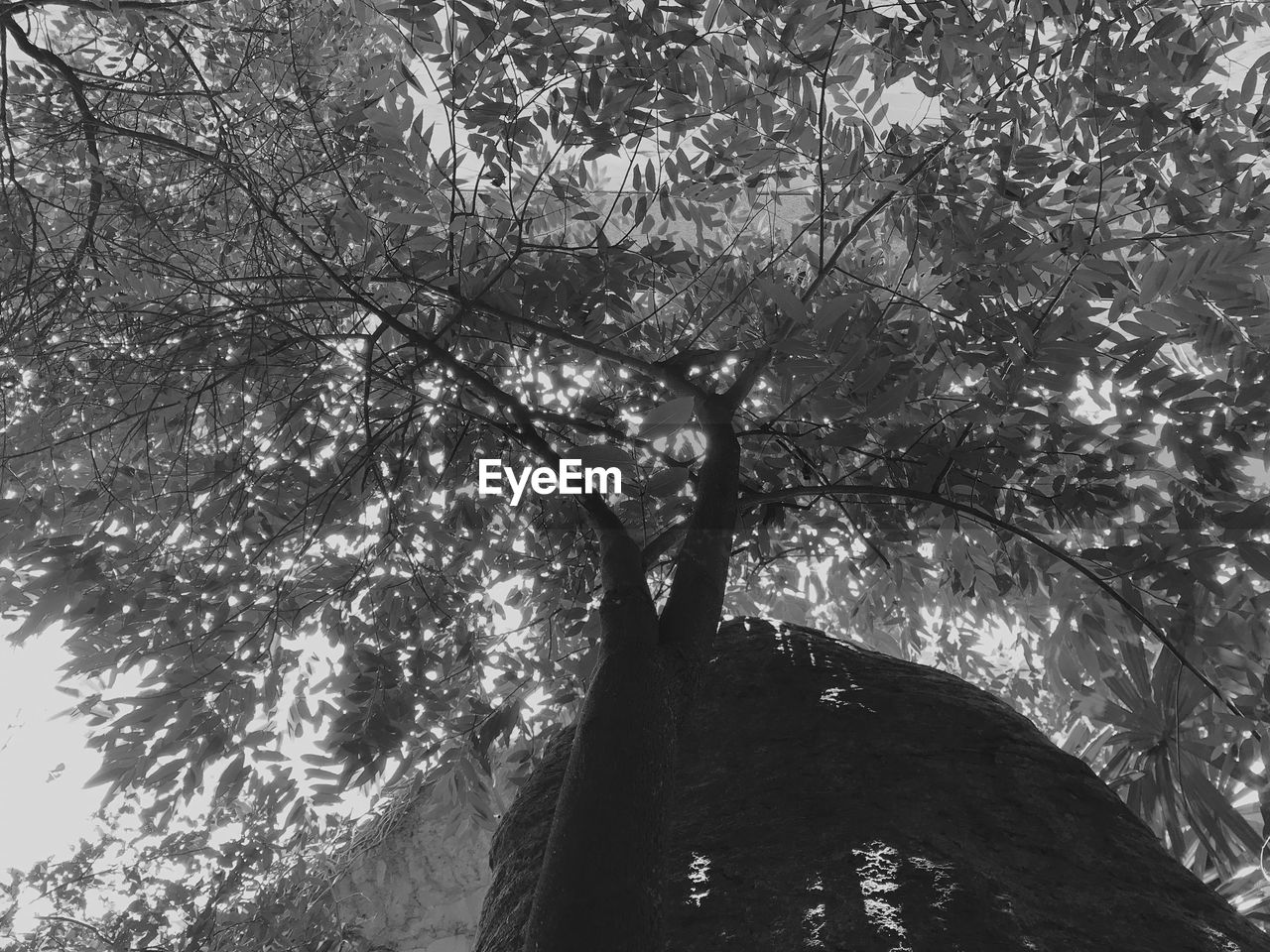 LOW ANGLE VIEW OF TREE TRUNKS IN FOREST