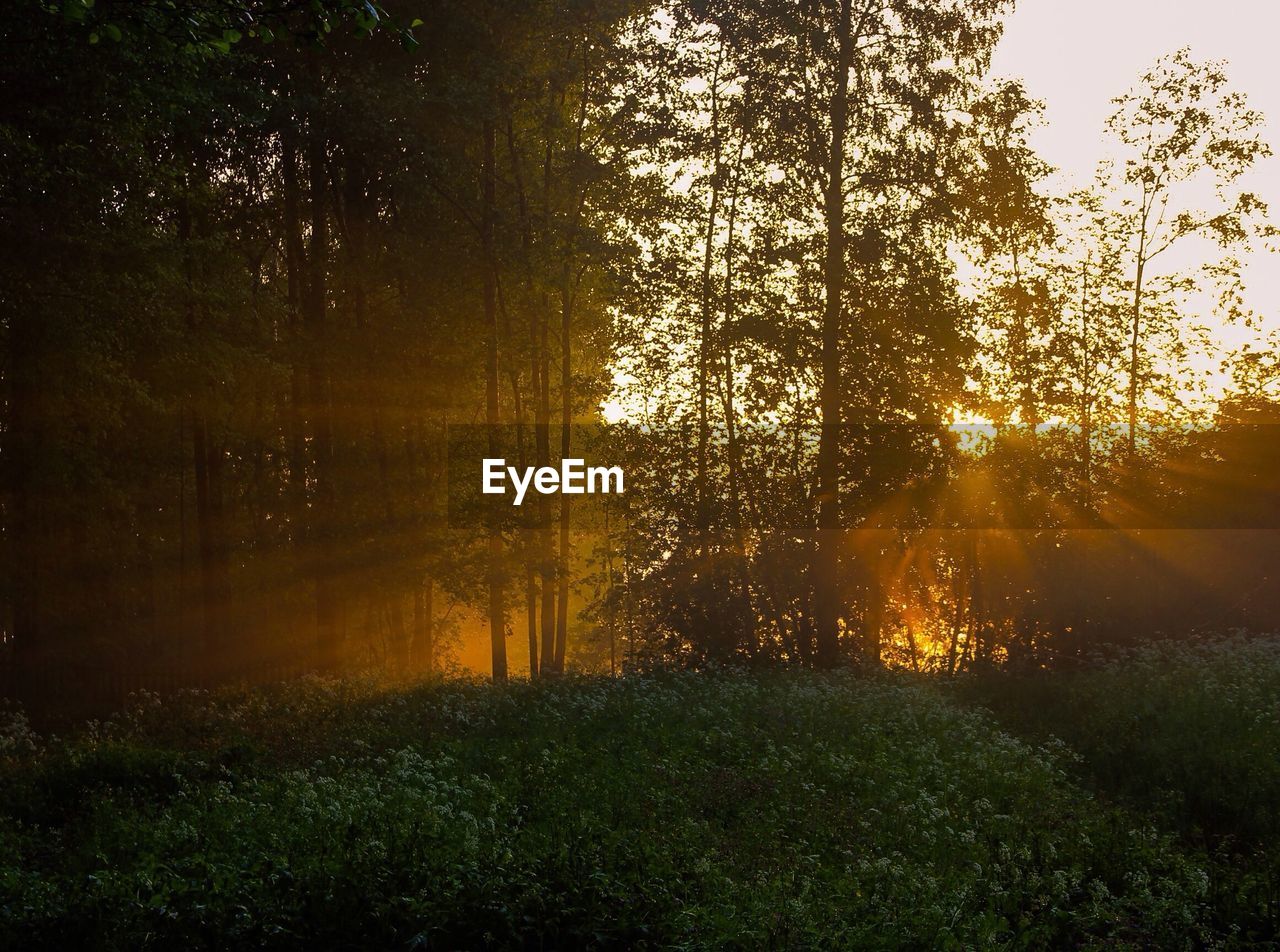 Back lit trees in forest