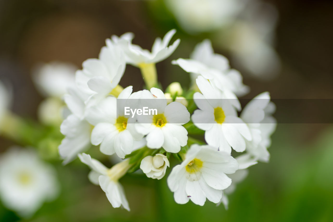 CLOSE-UP OF WHITE FLOWERS BLOOMING OUTDOORS