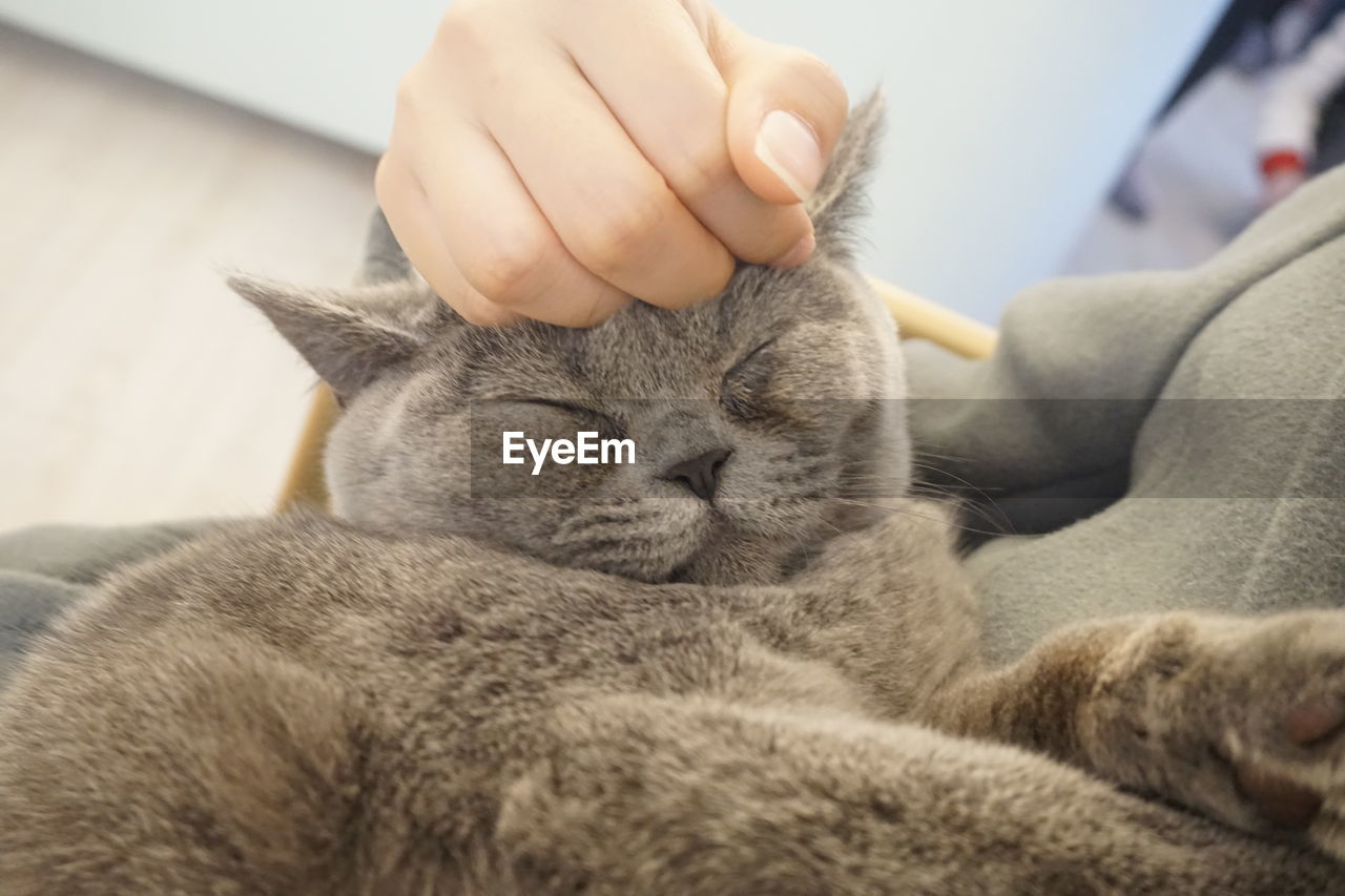 CLOSE-UP OF A CAT SLEEPING ON MAN