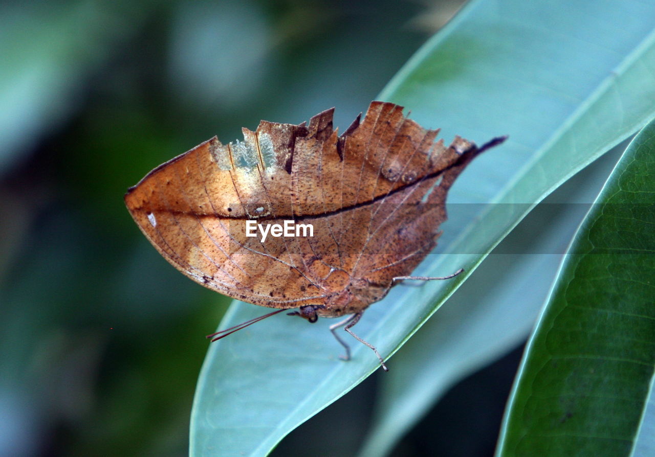 Close-up of brown insect on green leaf