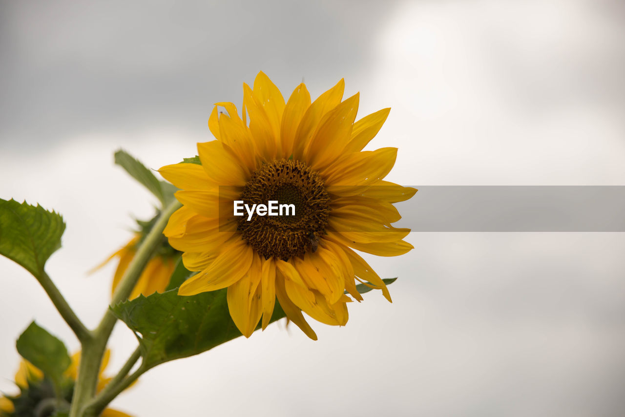 Low angle view of sunflower blooming against sky