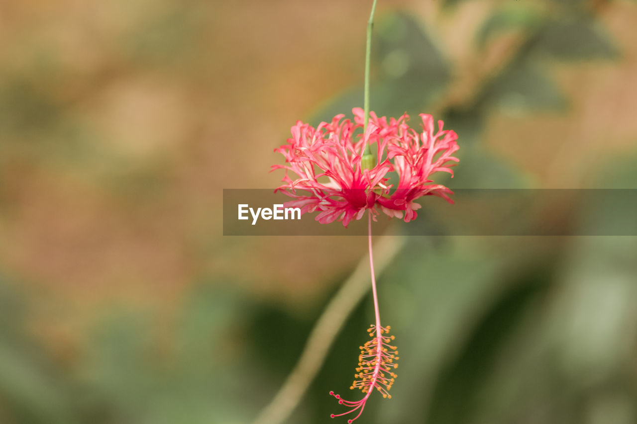 flower, flowering plant, plant, beauty in nature, freshness, close-up, fragility, nature, focus on foreground, flower head, pink, petal, wildflower, growth, inflorescence, blossom, macro photography, no people, outdoors, leaf, red, day, botany, plant stem, selective focus, plant part, springtime, pollen