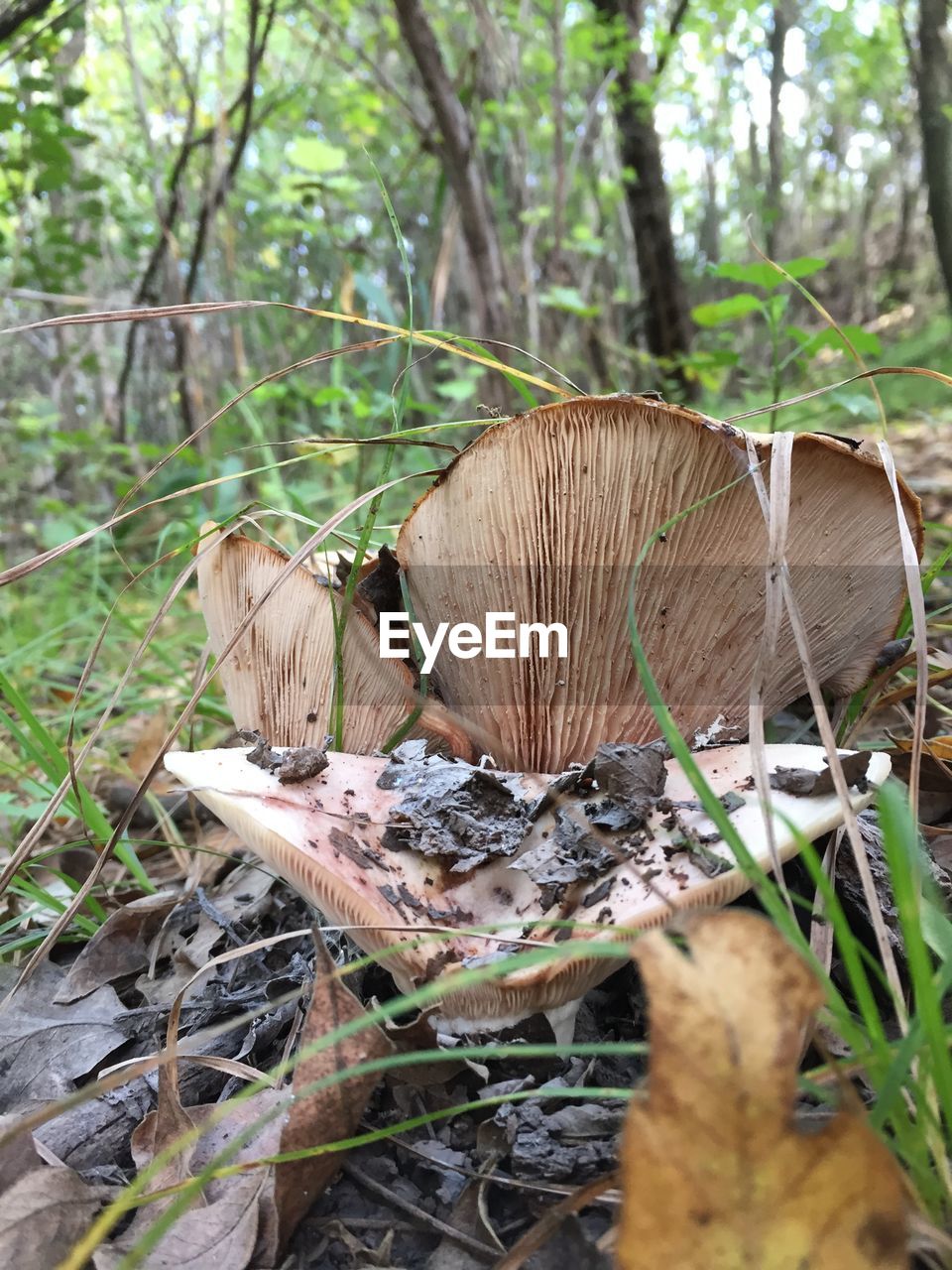 CLOSE-UP OF MUSHROOM GROWING ON FIELD