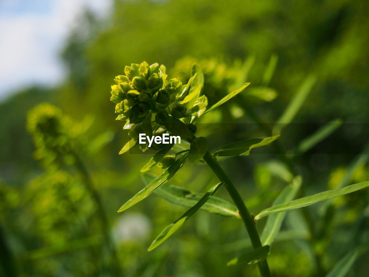 Close-up of flowering plant on field