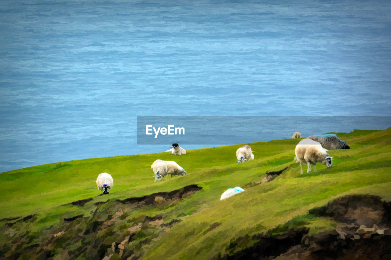 VIEW OF SHEEP ON SHORE