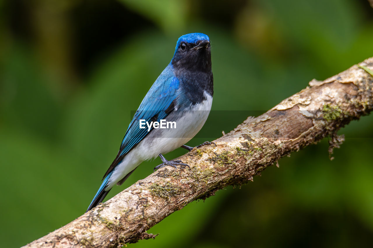 CLOSE-UP OF BIRD PERCHING ON PLANT