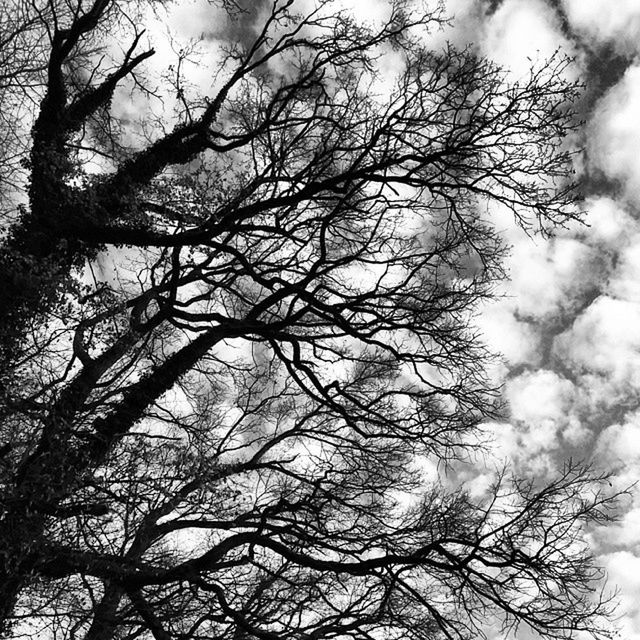 LOW ANGLE VIEW OF BARE TREES AGAINST SKY