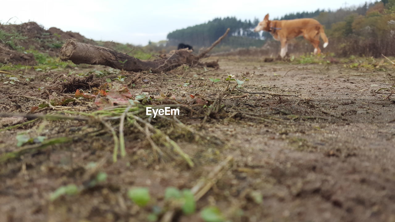 HERD OF SHEEP ON FIELD