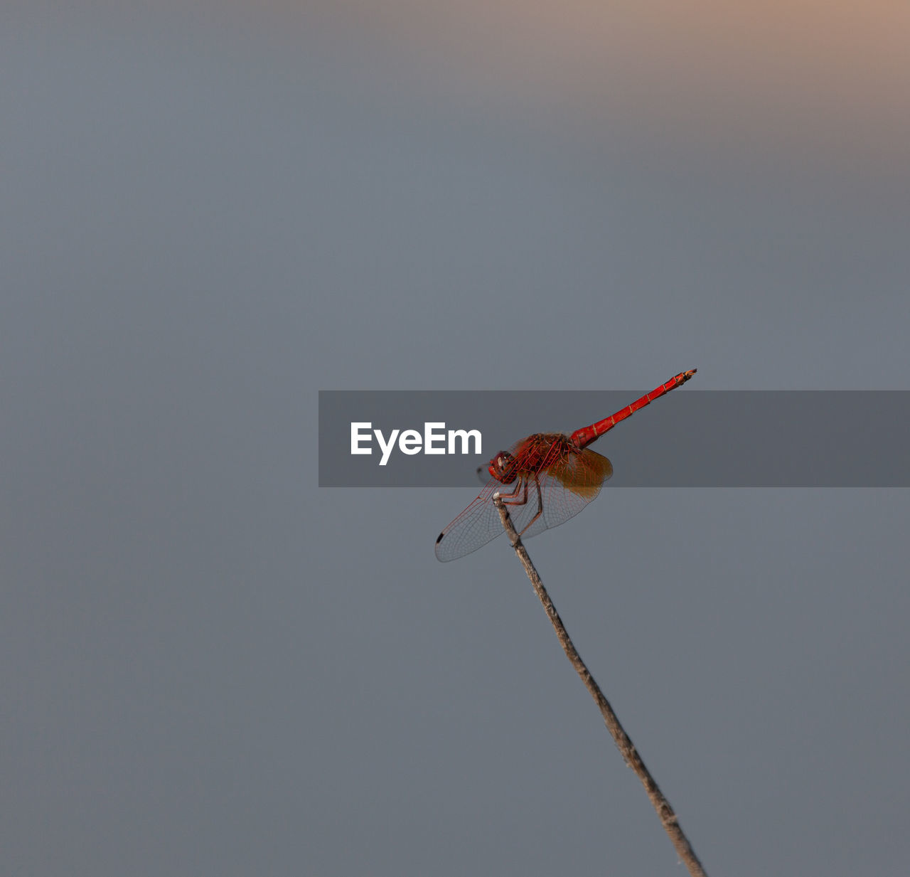 LOW ANGLE VIEW OF DRAGONFLY ON WALL