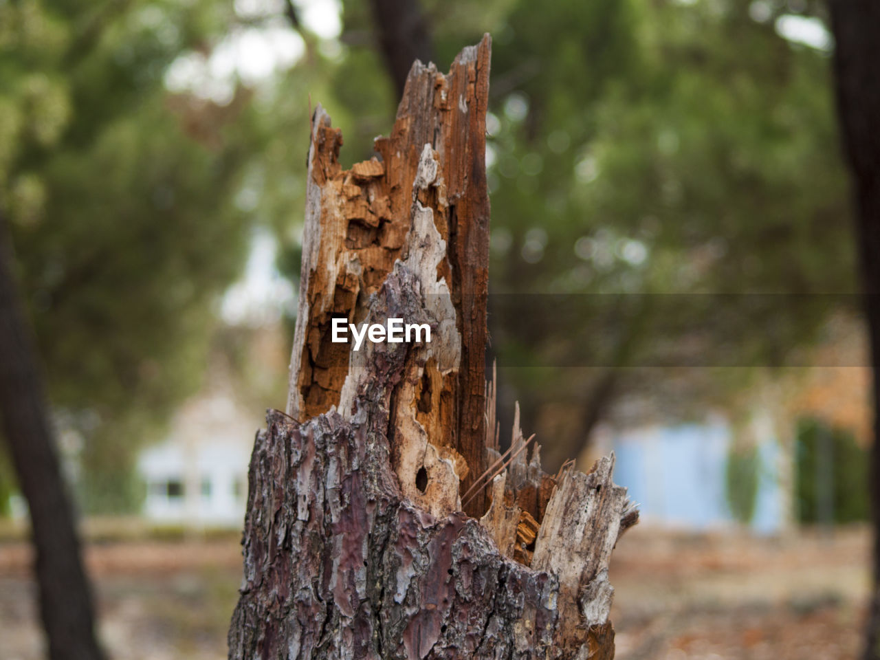 CLOSE-UP OF TREE BARK