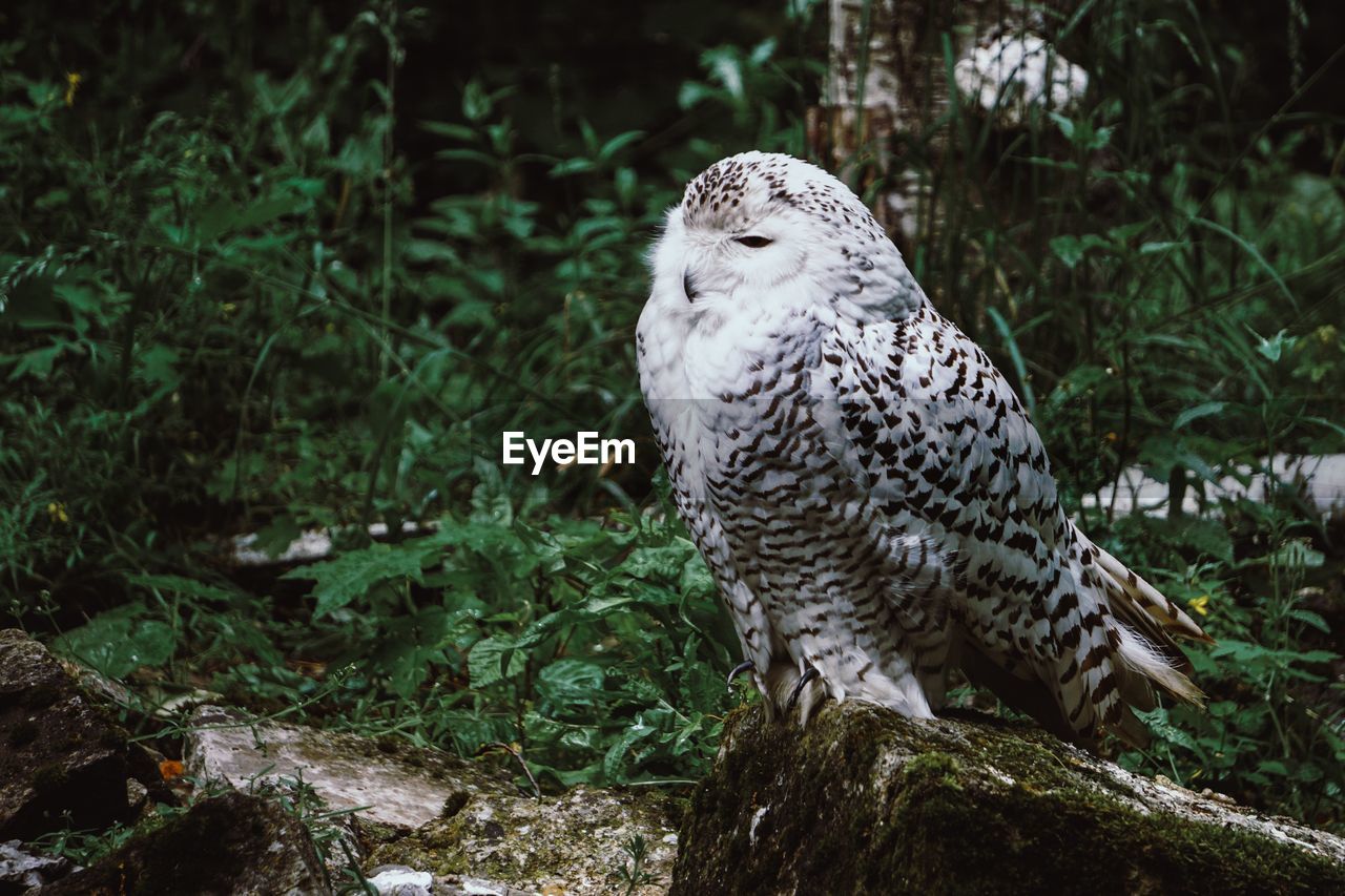 CLOSE-UP OF BIRD PERCHING ON TREE