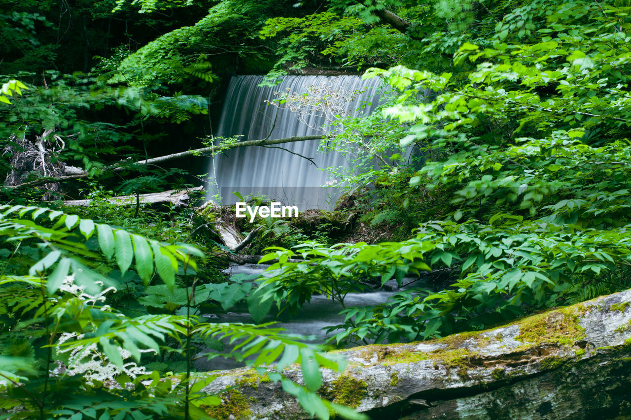 Scenic view of waterfall hidden by luscious greenery of an off-the-beaten-path forest in japan.