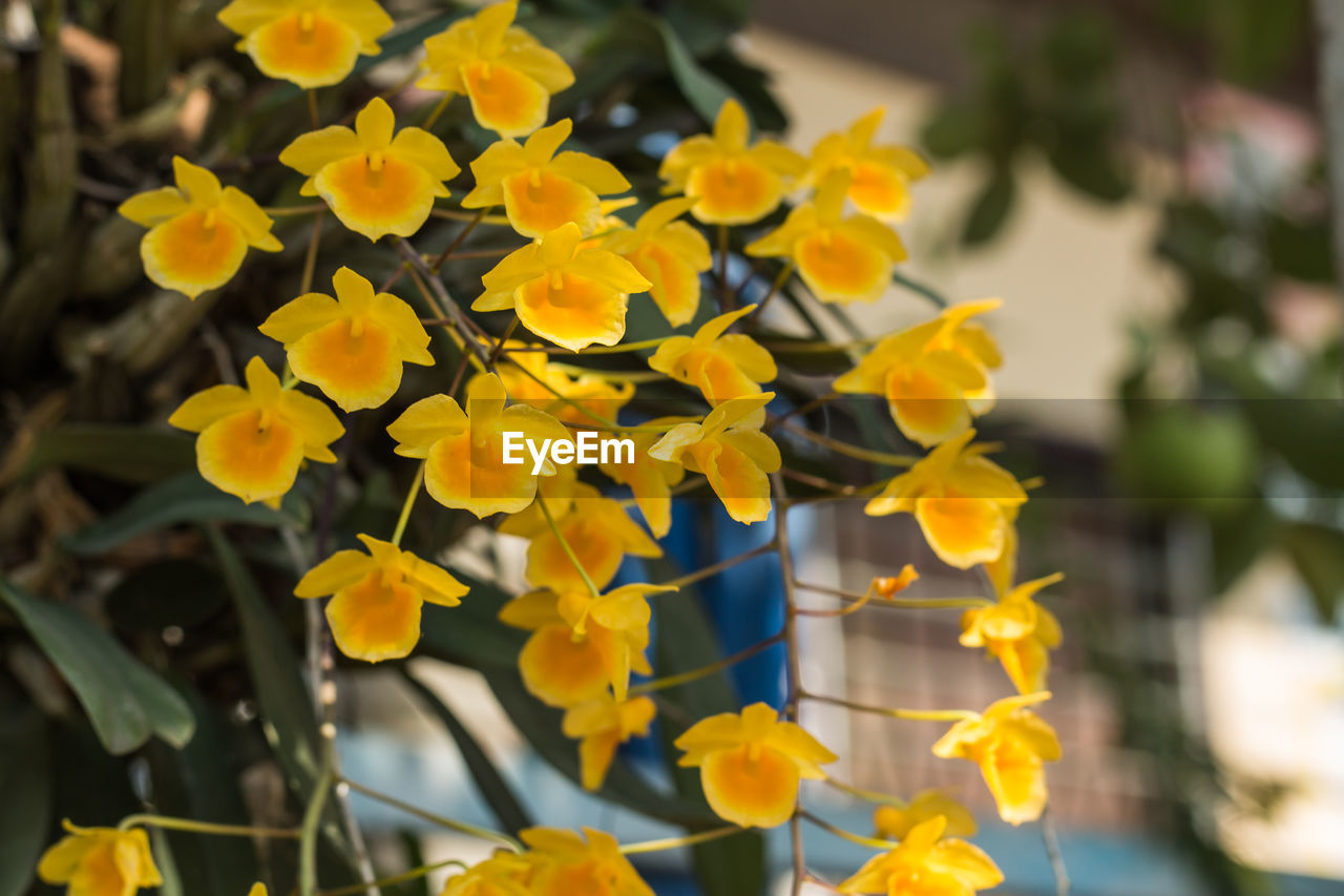 HIGH ANGLE VIEW OF YELLOW FLOWERING PLANT