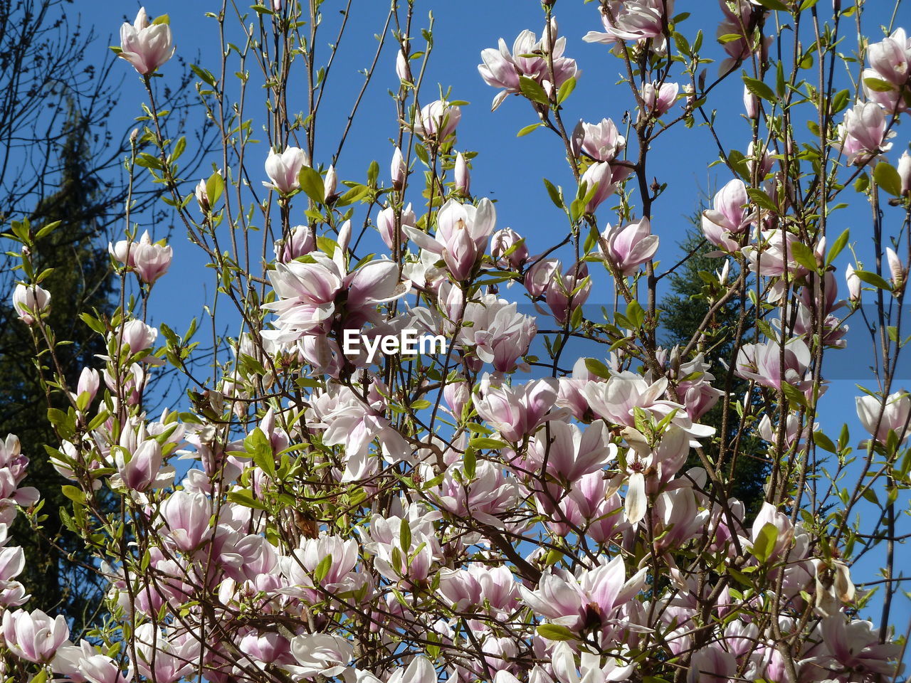 CLOSE-UP OF FLOWER TREE AGAINST SKY