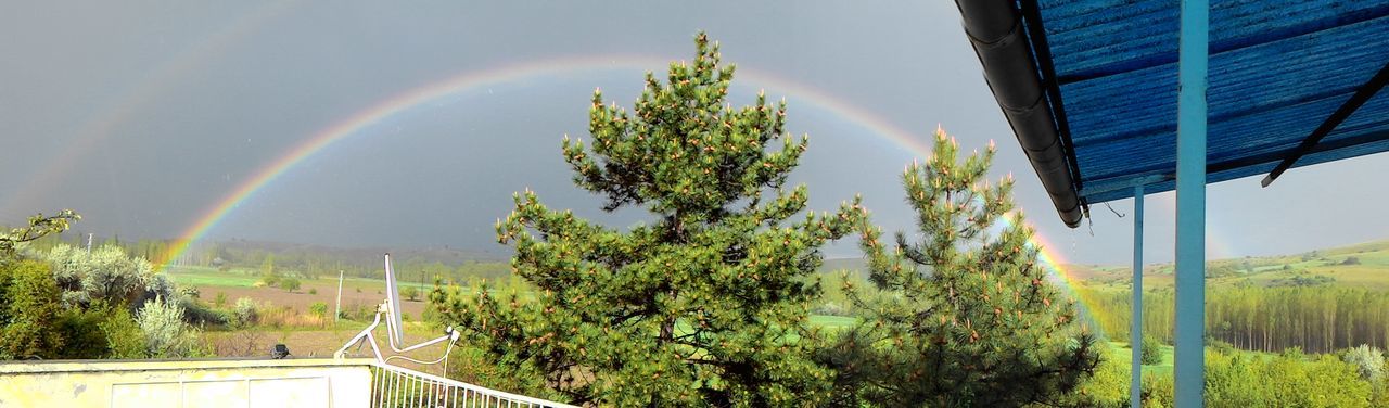 VIEW OF TREES AGAINST SKY