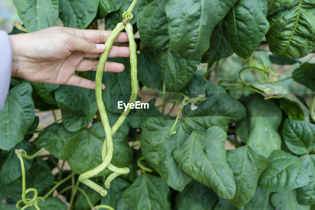 Hand holding snake beans in organic garden
