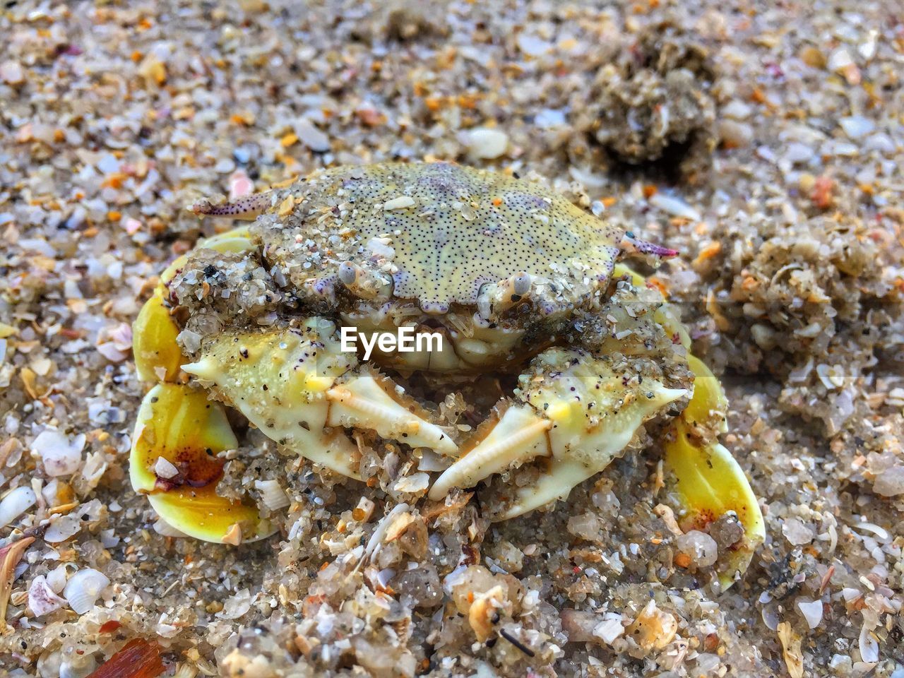 CLOSE-UP OF CRAB ON THE BEACH