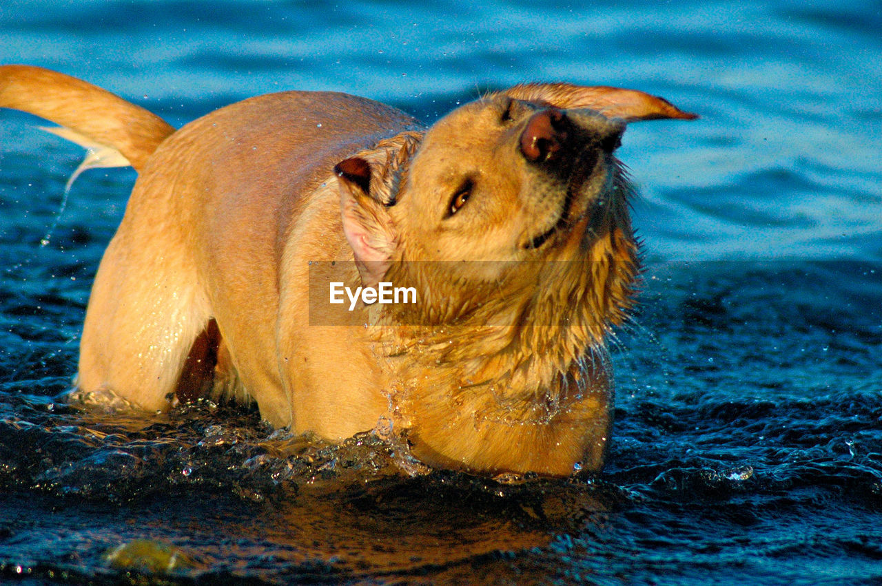 Close-up of yellow labrador retriever shaking off water in pool