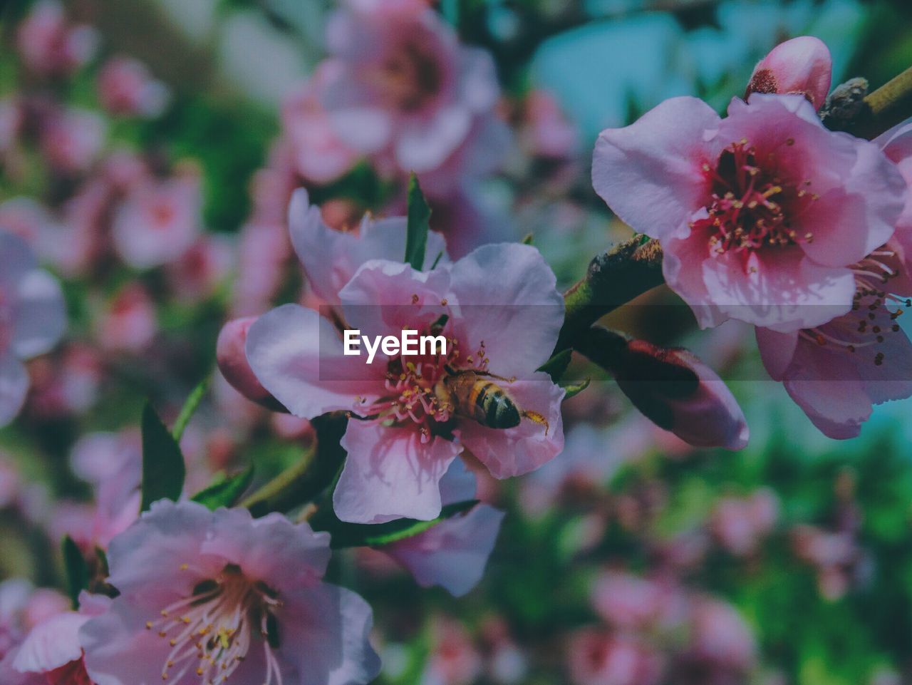 Close-up of pink flowers on tree