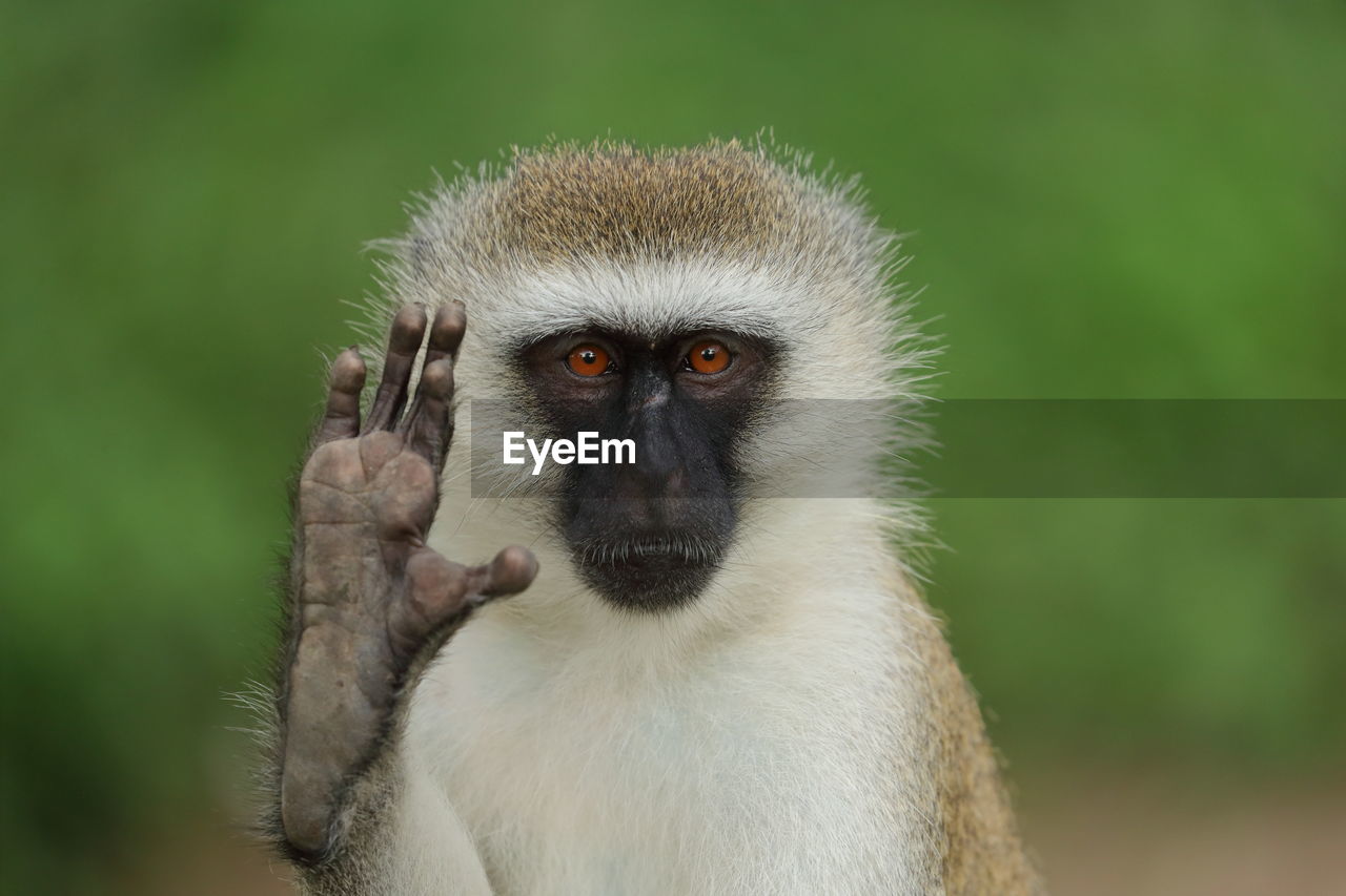 A vervet monkey up close