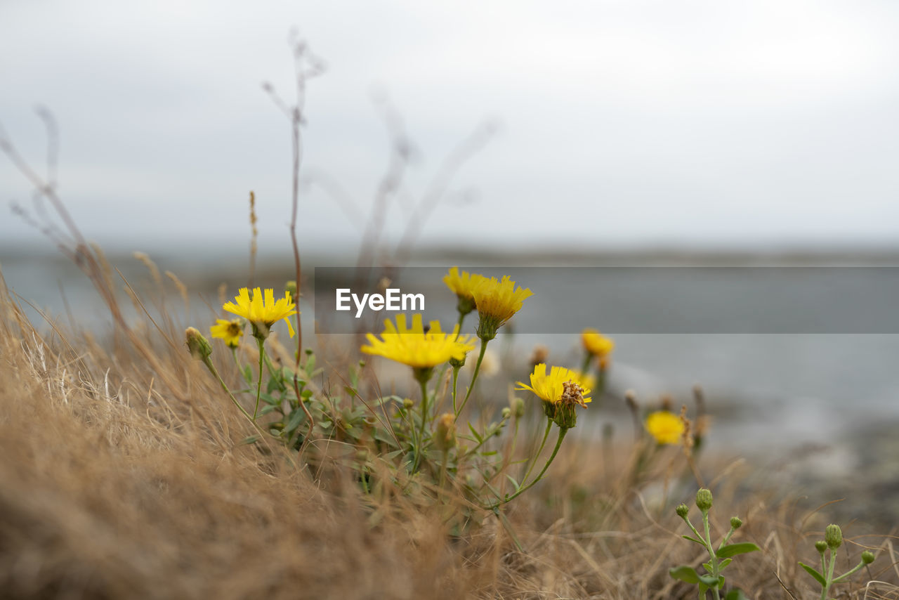 CLOSE-UP OF YELLOW FLOWERING PLANT ON FIELD