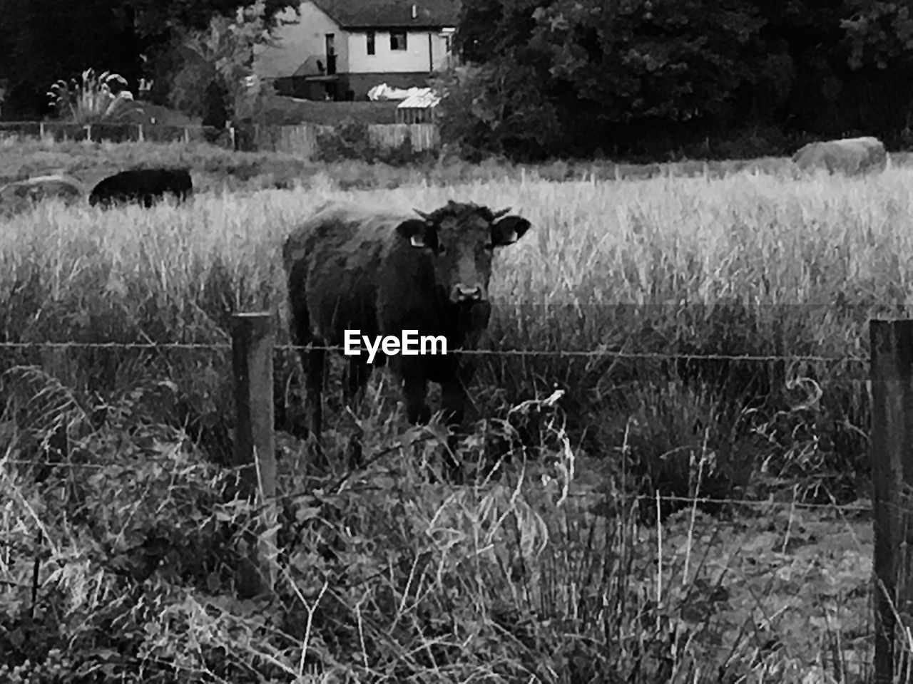 COW STANDING ON GRASSY FIELD BY FENCE AT FARM