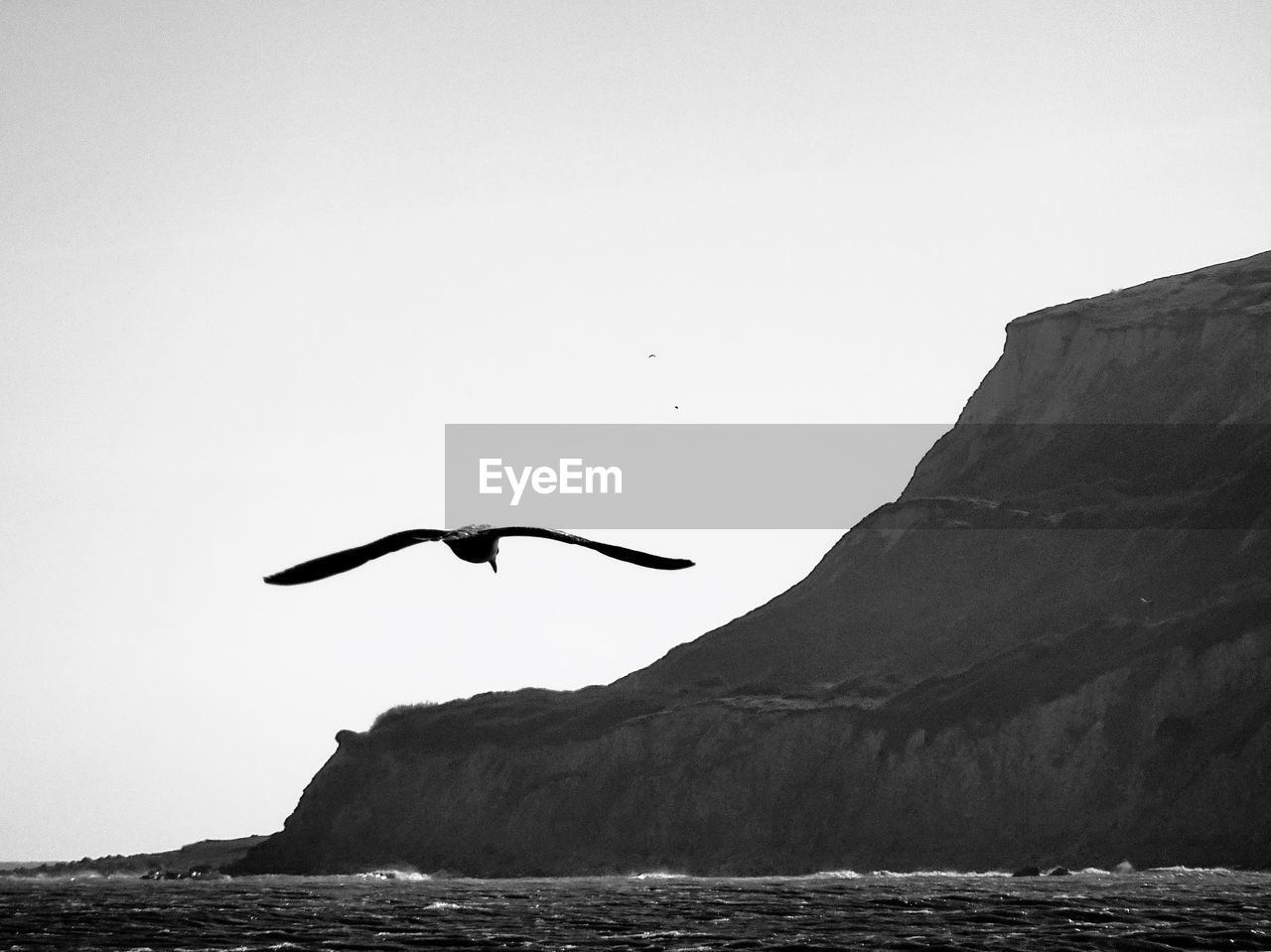 Bird flying over sea against clear sky