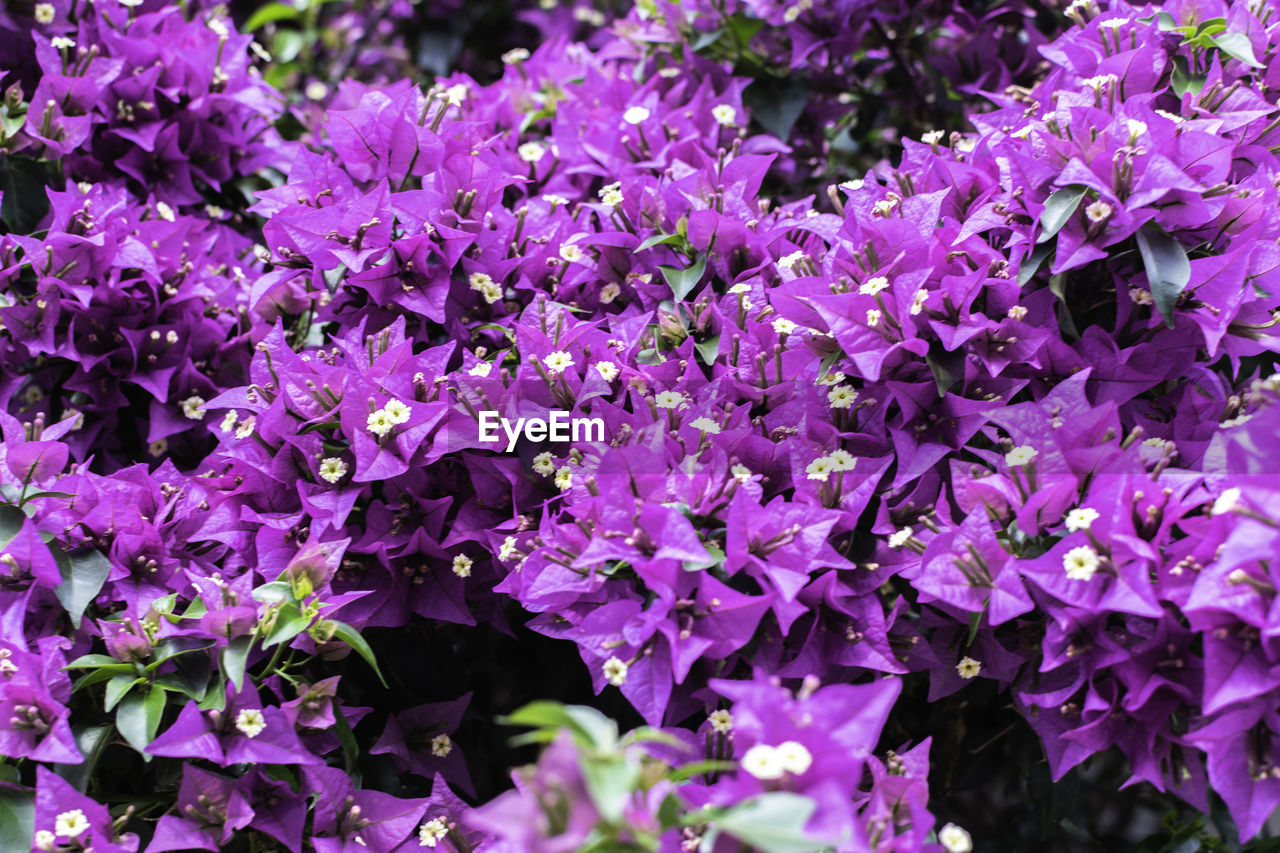 CLOSE UP VIEW OF PURPLE FLOWERING PLANT