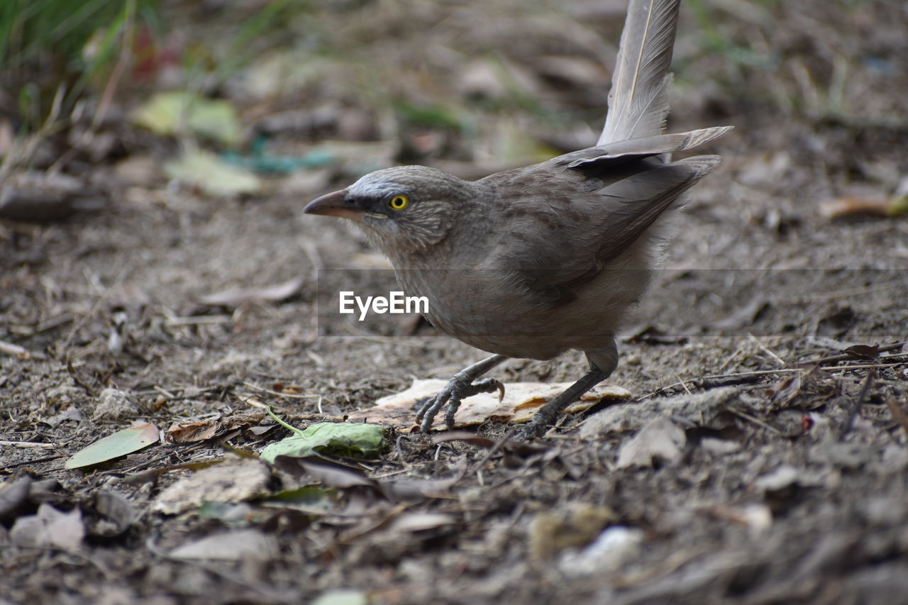 Close-up of bird perching on a land