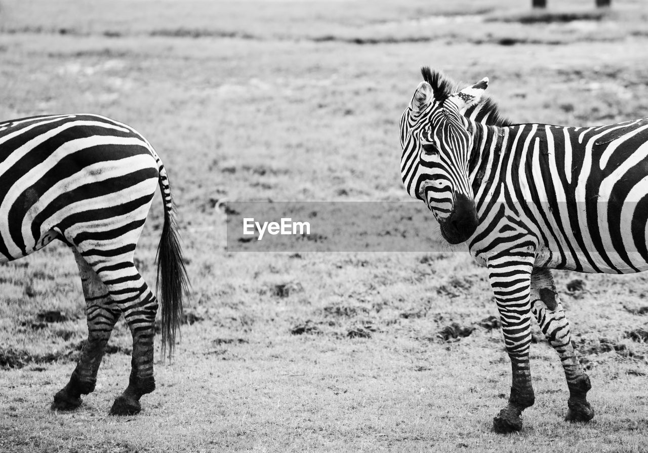 ZEBRAS STANDING ON GROUND