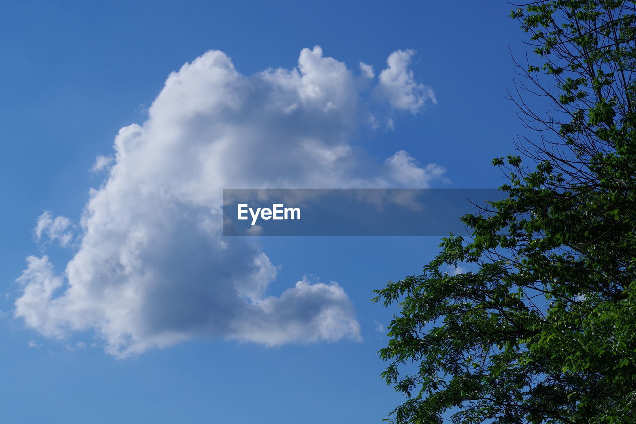 Low angle view of trees against blue sky