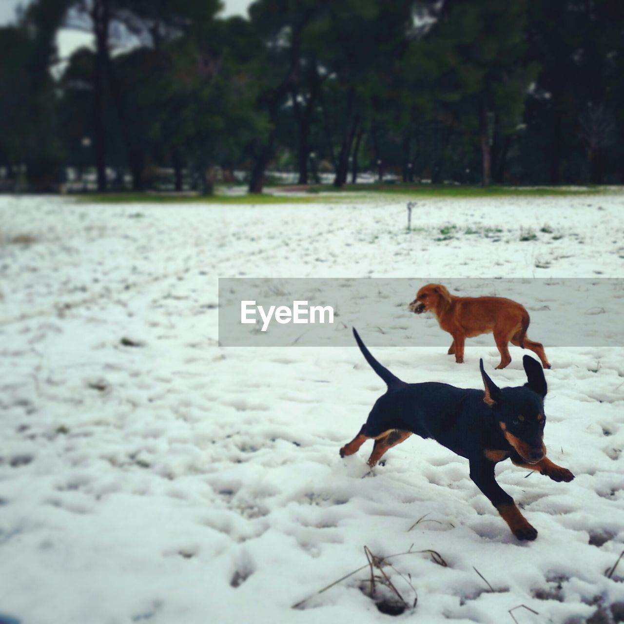 Puppies playing on snowy field during winter