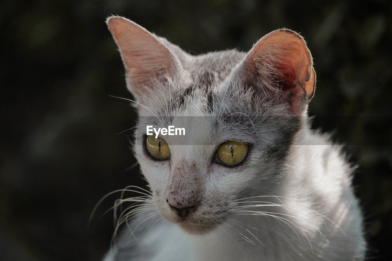 CLOSE-UP OF CAT