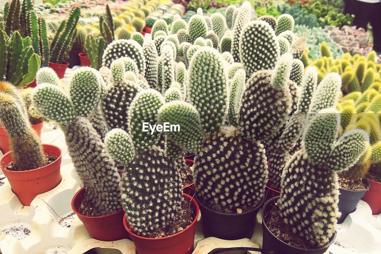 CLOSE-UP OF CACTUS GROWING ON PLANT AT MARKET