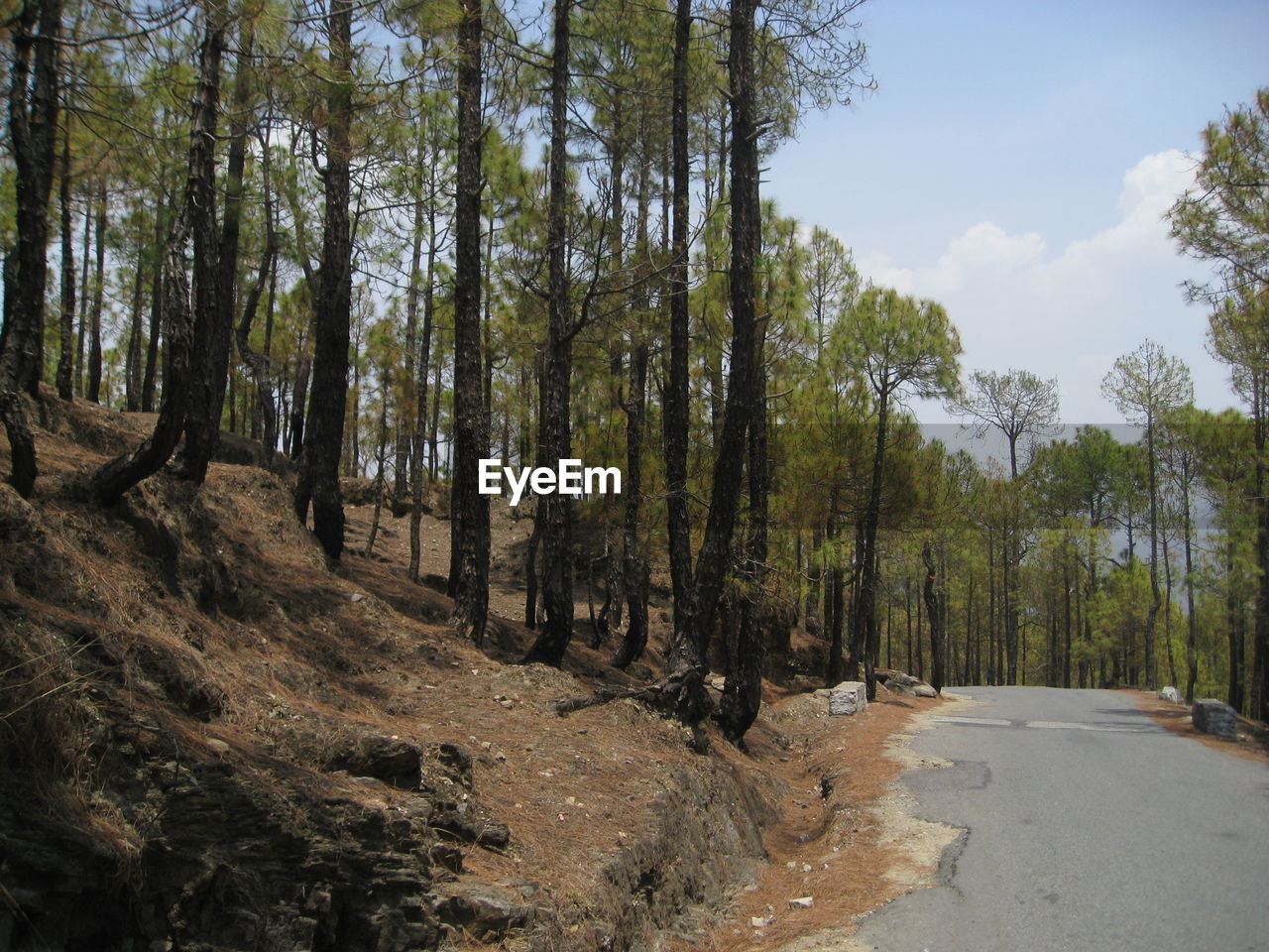 View of trees along road